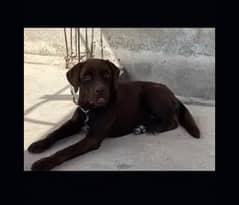 Labrador puppy clearance price olx