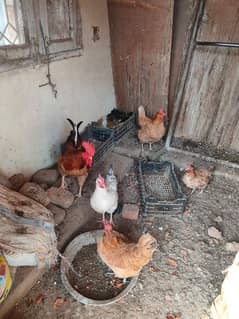 Egg laying hens hain