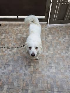 pure Russian pedigree male dog healthy and clean