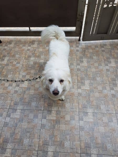 pure Russian pedigree male dog healthy and clean 0