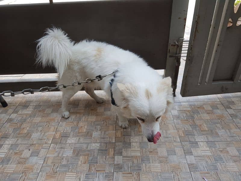 pure Russian pedigree male dog healthy and clean 2
