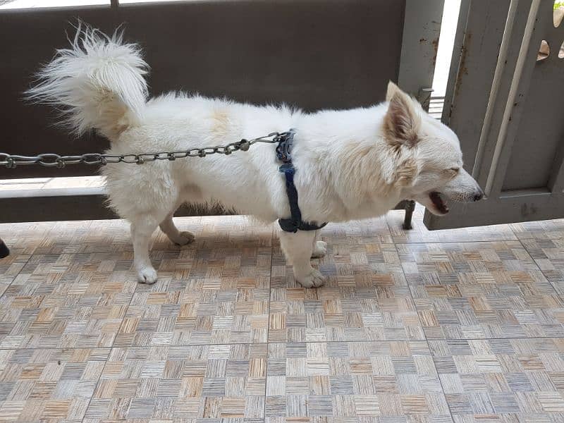 pure Russian pedigree male dog healthy and clean 3