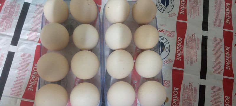 Golden Misri Fertile Eggs available watsapp no 03433041059 0
