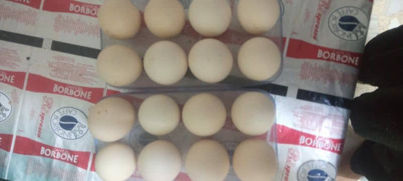 Golden Misri Fertile Eggs available watsapp no 03433041059 1