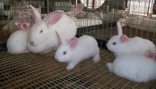 newzland white bunnies 40 days call me only 03188353035