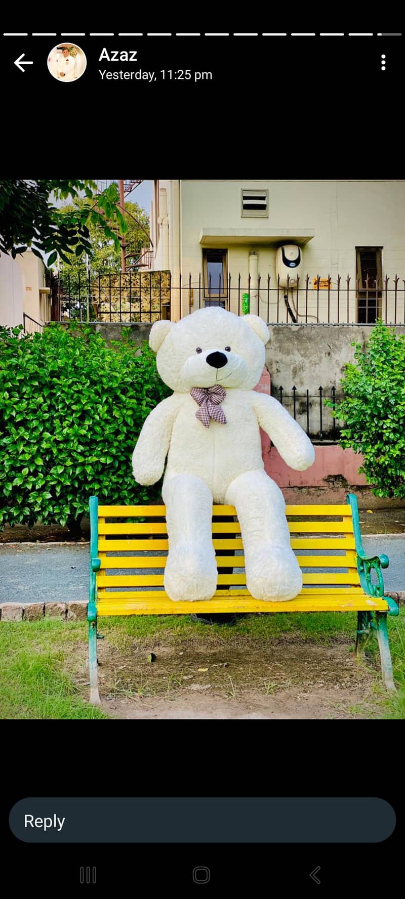 imported Teddy bear 17