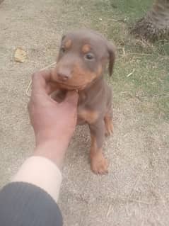 Olx cheap doberman dog