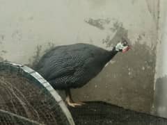 Guinea fowls teeter ( breeder) 0