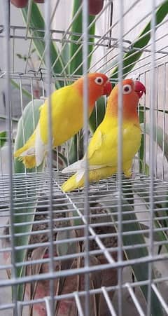 love birds Latino personata Redeyes and albino split ino Blue fishri