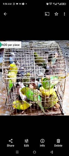 Australian parrots 800 ka pair