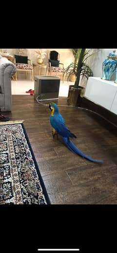 jumbo blue and gold Macaw