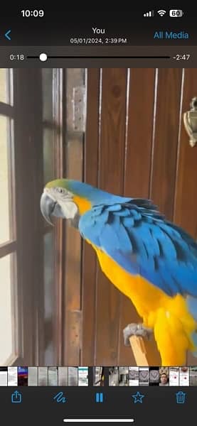 jumbo blue and gold Macaw 2