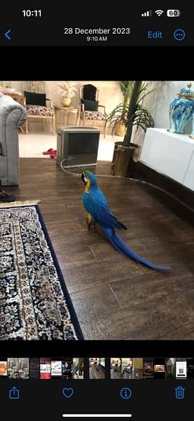 jumbo blue and gold Macaw 5