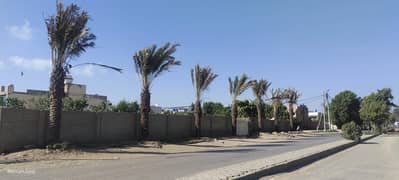 Date Palm Trees & Plants