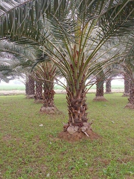 Date Palm Trees & Plants
کھجور کے درخت اور پودے 1