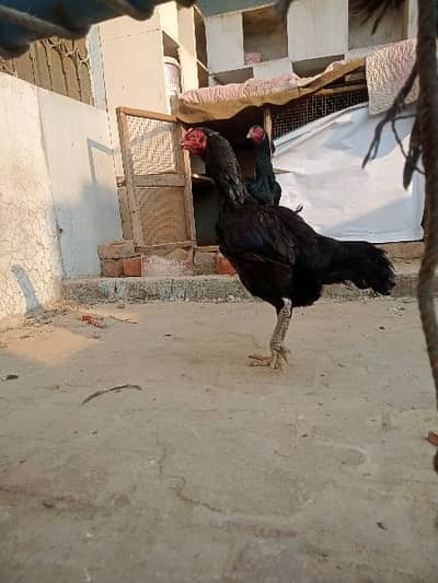 Thai aseel cross breeding hen for sale. . . Contact only on OLX