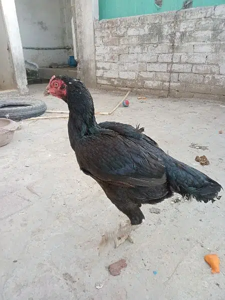Thai aseel cross breeding hen for sale. . . Contact only on OLX — photo 2