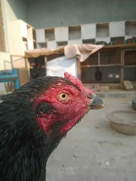 Thai aseel cross breeding hen for sale. . . Contact only on OLX — photo 3