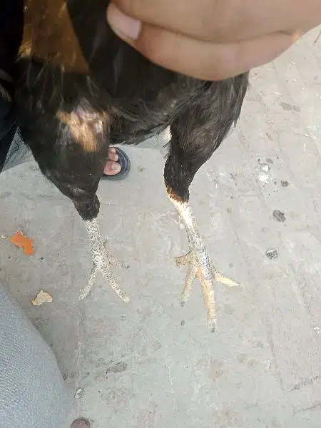 Thai aseel cross breeding hen for sale. . . Contact only on OLX — photo 4