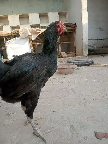 Thai aseel cross breeding hen for sale. . . Contact only on OLX — photo 5