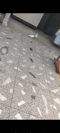 new kabotar