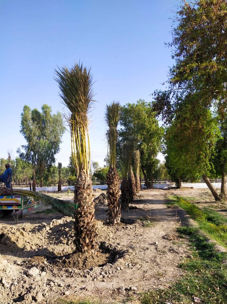 Date Palm Trees & Plants 8