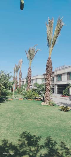 Date Palm Trees & Plants