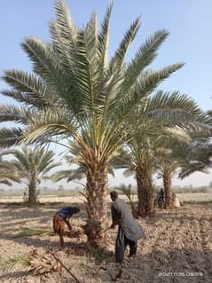 Date Palm Trees & Plants 0