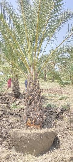 Big Root Ball Date Palm Trees بڑی گاچی میں کھجور کے درخت دستیاب ہیں۔