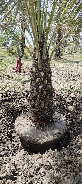 100% Gurantee Survival Big Root Ball Date Palm Trees Available 2