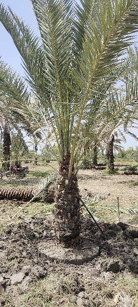 100% Gurantee Survival Big Root Ball Date Palm Trees Available 3