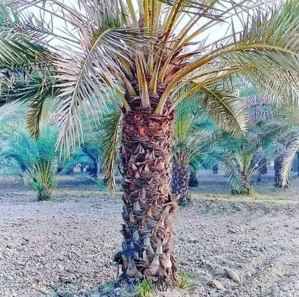 Big Root Ball Date Palm Trees بڑی گاچی میں کھجور کے درخت دستیاب ہیں۔ 5