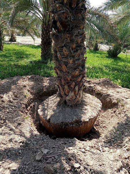 Big Root Ball Date Palm Trees بڑی گاچی میں کھجور کے درخت دستیاب ہیں۔ 1