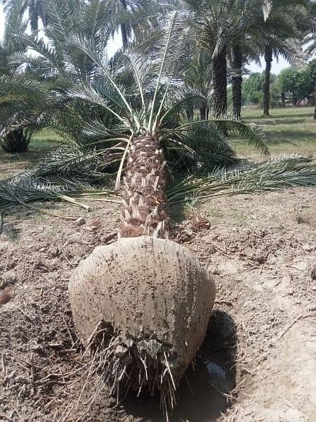 Big Root Ball Date Palm Trees بڑی گاچی میں کھجور کے درخت دستیاب ہیں۔ 2