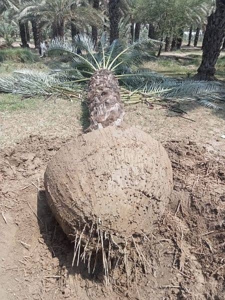Big Root Ball Date Palm Trees بڑی گاچی میں کھجور کے درخت دستیاب ہیں۔ 3