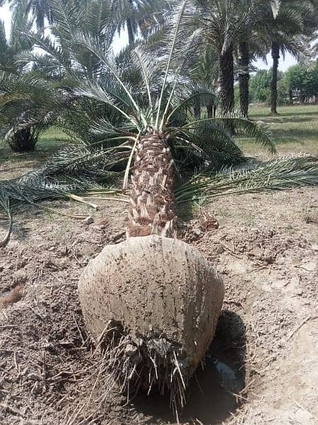 Big Root Ball Date Palm Trees بڑی گاچی میں کھجور کے درخت دستیاب ہیں۔ 4