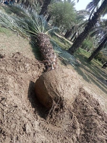 Big Root Ball Date Palm Trees بڑی گاچی میں کھجور کے درخت دستیاب ہیں۔ 5