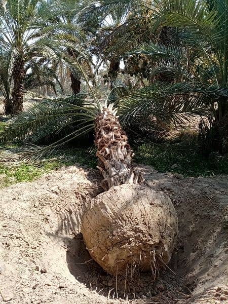 Big Root Ball Date Palm Trees بڑی گاچی میں کھجور کے درخت دستیاب ہیں۔ 6