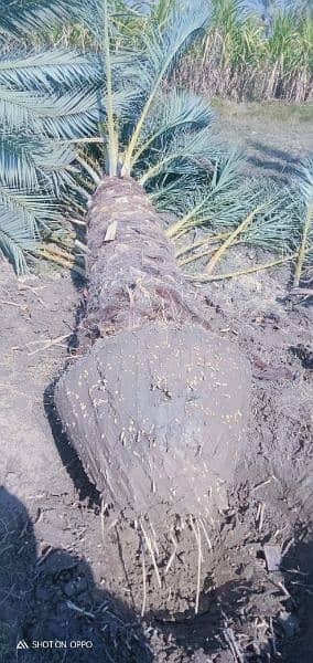 Big Root Ball Date Palm Trees بڑی گاچی میں کھجور کے درخت دستیاب ہیں۔ 7