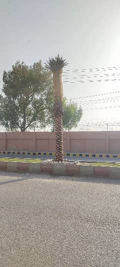 Big Root Ball Date Palm Trees Available with Gurantee