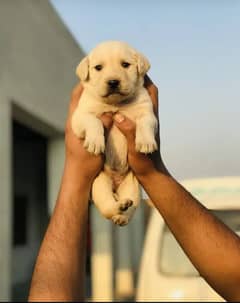 Labrador golden sale olx