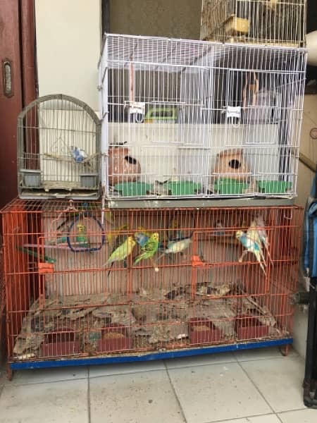 birds/budgie setup 1