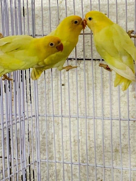 love birds parblue #opaline#creamino# decino 1