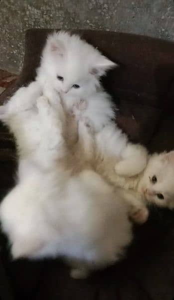 the adorable kittens are ready for you 6