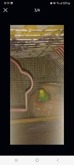 breeder budgies , home breed , one pair with free matki , 2 time breed