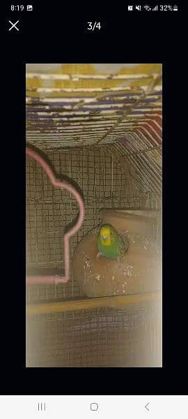 breeder budgies , home breed , one pair with free matki , 2 time breed 0