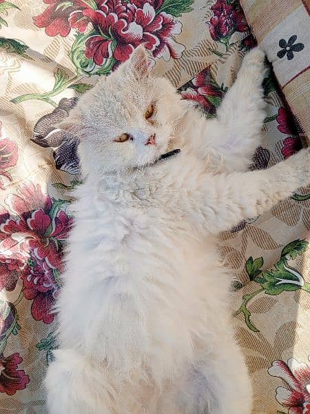 Persian Male cat 1
