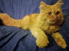 Brown Tripple Coated Persian Cat