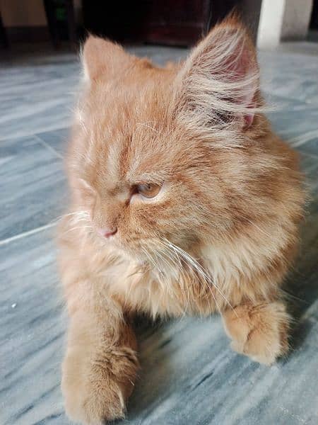 Brown Tripple Coated Persian Cat 3