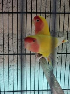 common lutino love bird breeding pairs